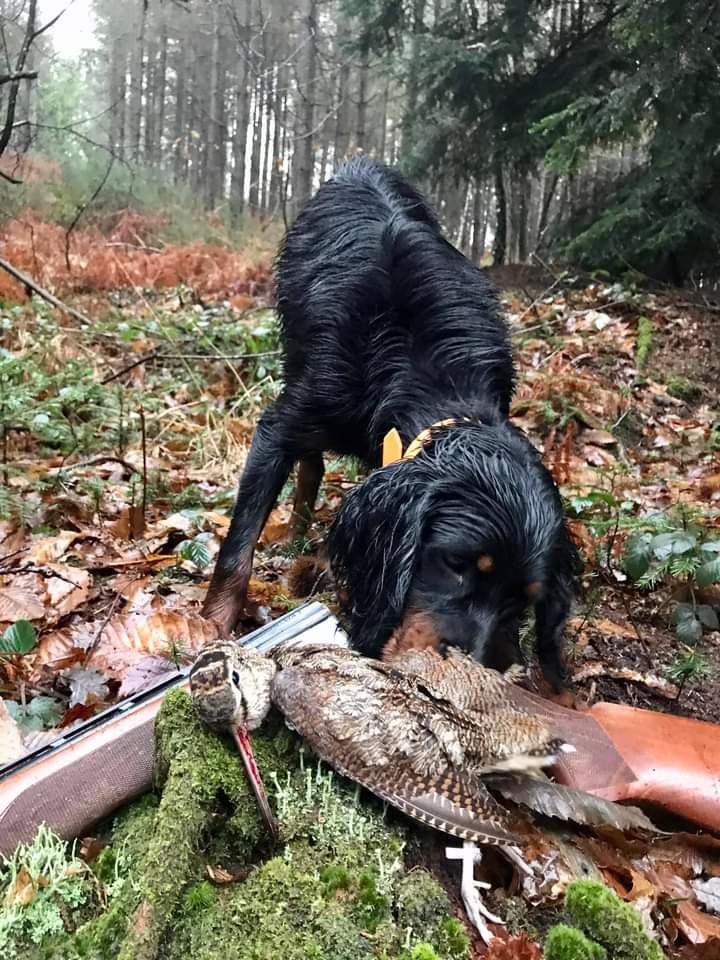 chiens à la chasse