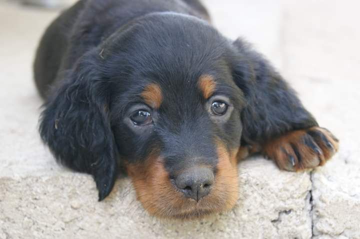 chiots